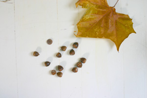 acorns.jpg